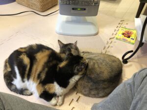 普通のサラリーマンの株式資産公開(15か月目)