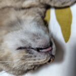 普通のサラリーマンの株式資産公開(17か月目)
