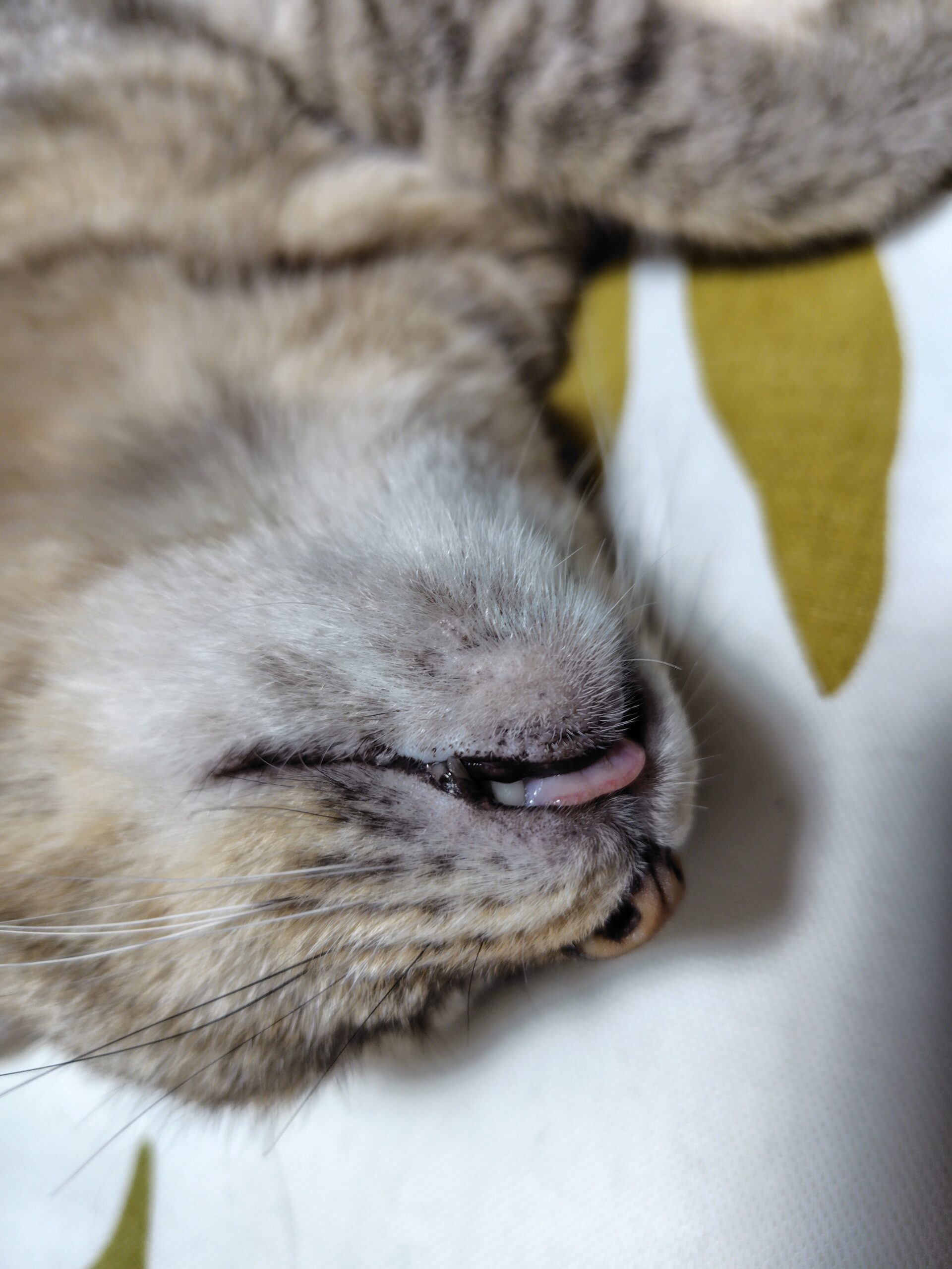 普通のサラリーマンの株式資産公開(17か月目)